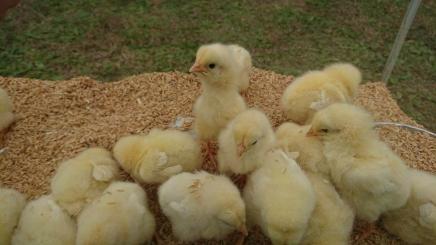 冷凍ヒヨコ 冷凍ひよこ 1羽20円 450羽セット20kg 猛禽類、爬虫類の