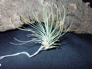 アンドレアナの平均価格は3 055円 ヤフオク 等のアンドレアナのオークション売買情報は11件が掲載されています