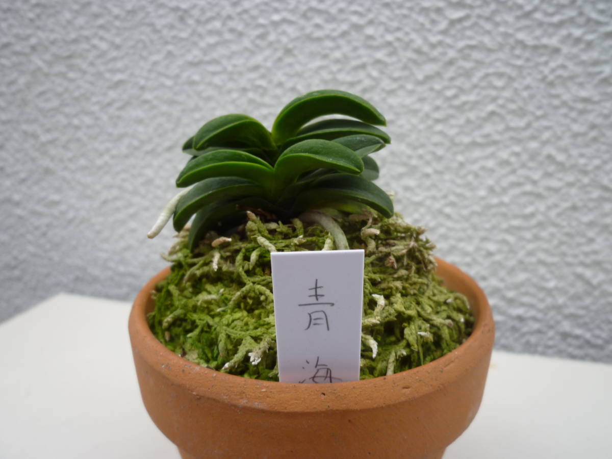富貴蘭 - 青海 春蘭 蘭科植物orchid 日本富貴蘭-青海- 長生蘭 中国蘭