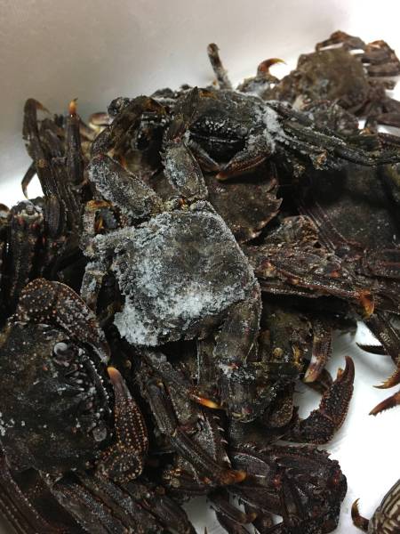 赤字超特価，驚きの破格値，HOT 石鯛 イシガキ 黒鯛 餌 エサ ショウジンガニ マガニ 60匹前後 急速冷凍 -60℃ 保管 約1kg(冷凍餌)｜売買されたオークション情報、yahooの商品情報をアーカイブ公開 - オークファン 冷凍餌