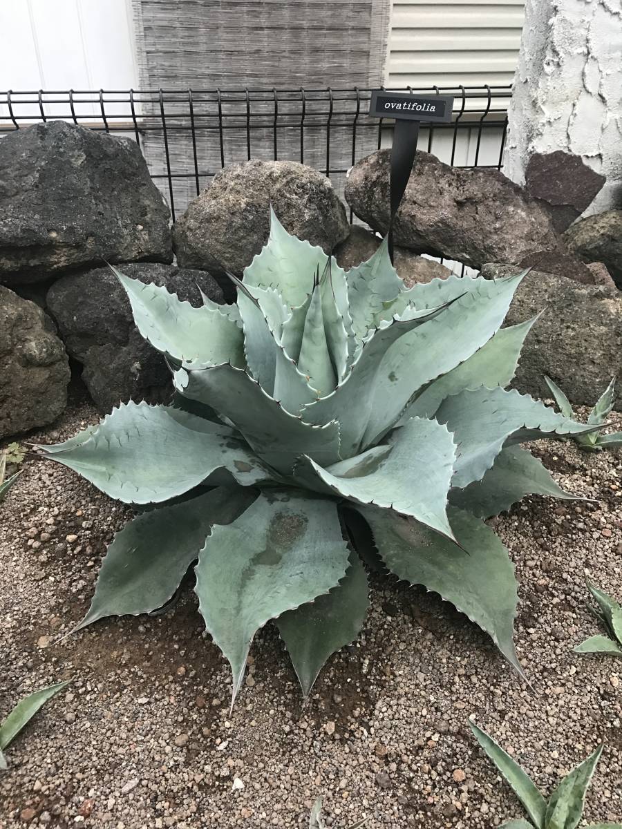 1円スタート！！アガベ　オバティフォリア！！小苗！！ Yahoo!オークション アガベ オバティフォリア」花、園芸の落札相場 オバティフォリアの育て方｜植物図鑑｜HanaPrime（ハナプライム） アガベ「ショー・タイム（Sho-Time）」交配種（オバティフォリア ｘ