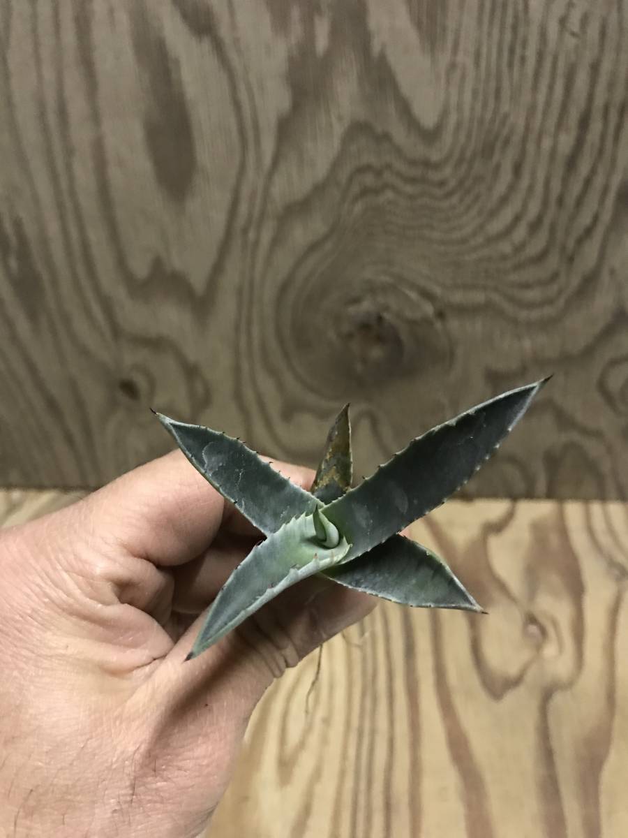 1円スタート！！アガベ　オバティフォリア！！小苗！！ Yahoo!オークション アガベ オバティフォリア」花、園芸の落札相場 オバティフォリアの育て方｜植物図鑑｜HanaPrime（ハナプライム） アガベ「ショー・タイム（Sho-Time）」交配種（オバティフォリア ｘ
