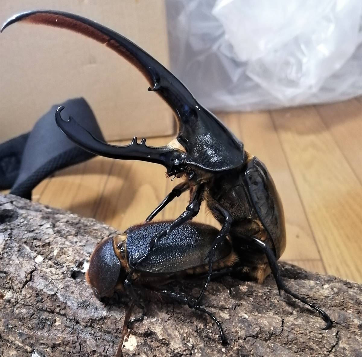 【SALE，お買い得】ヘラクレス リッキー幼虫 3令2♂2♀ ③(外国産)｜売買されたオークション情報、yahooの商品情報をアーカイブ公開 - オークファン 外国産