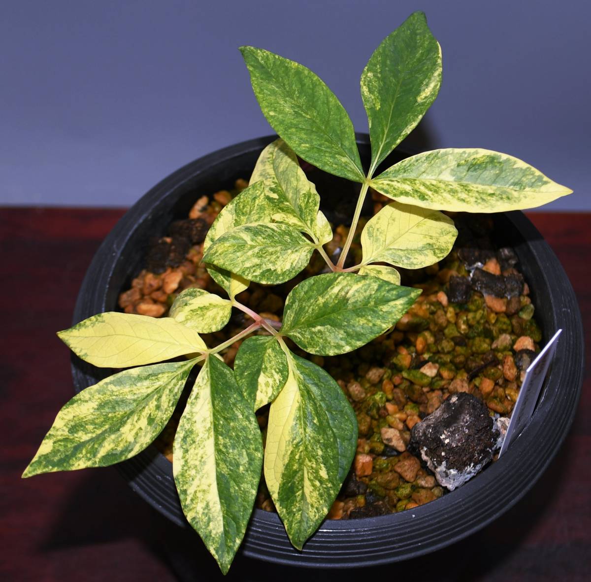 ヤマシャクヤク 中津山産 3年生 山野草 山芍薬 ヤマシャク斑入り 春蘭 富貴蘭 寒蘭 鉢植え 売買されたオークション情報 Yahooの商品情報をアーカイブ公開 オークファン Aucfan Com