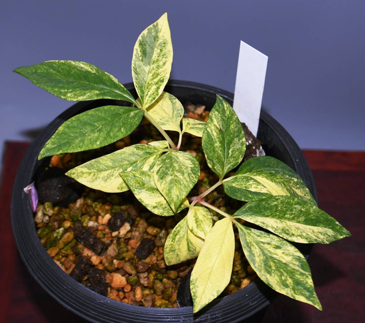 ヤマシャクヤク 中津山産 3年生 山野草 山芍薬 ヤマシャク斑入り 春蘭 富貴蘭 寒蘭 鉢植え 売買されたオークション情報 Yahooの商品情報をアーカイブ公開 オークファン Aucfan Com