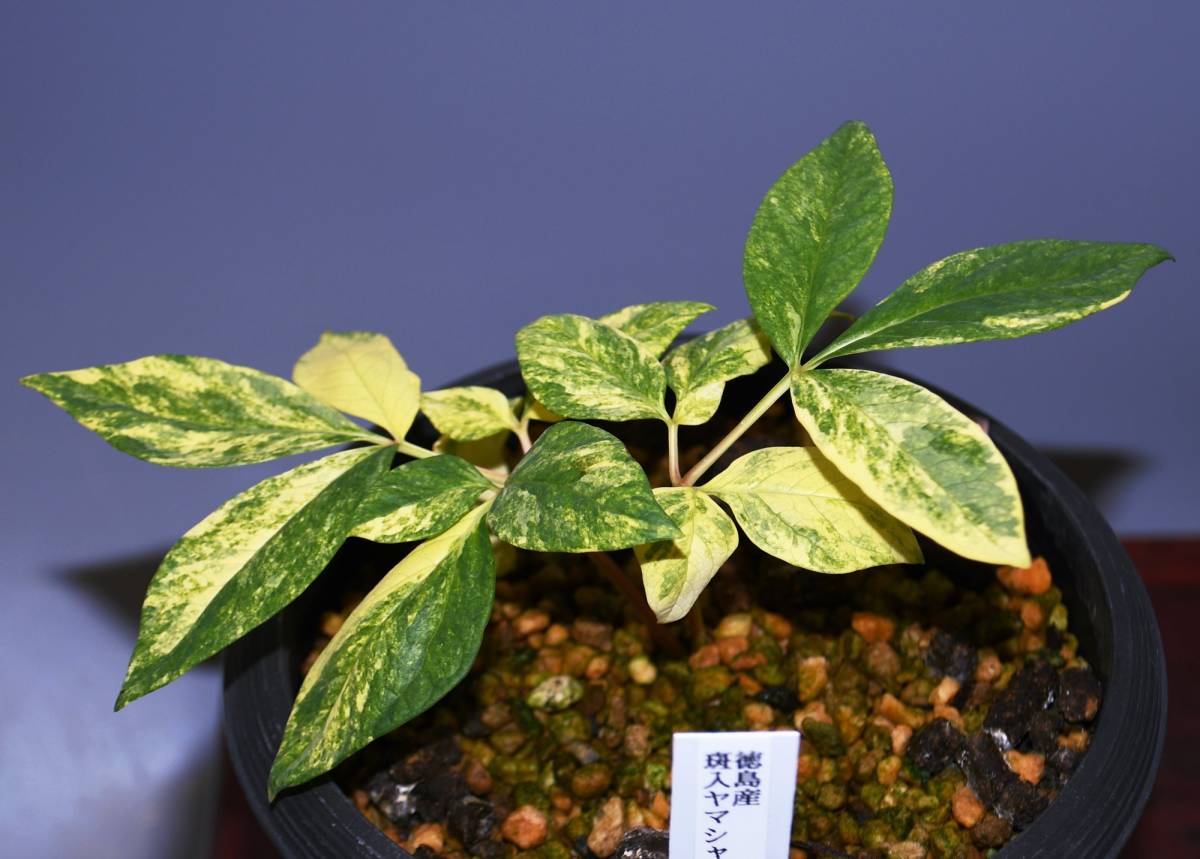 ヤマシャクヤク 中津山産 3年生 山野草 山芍薬 ヤマシャク斑入り 春蘭 富貴蘭 寒蘭 鉢植え 売買されたオークション情報 Yahooの商品情報をアーカイブ公開 オークファン Aucfan Com