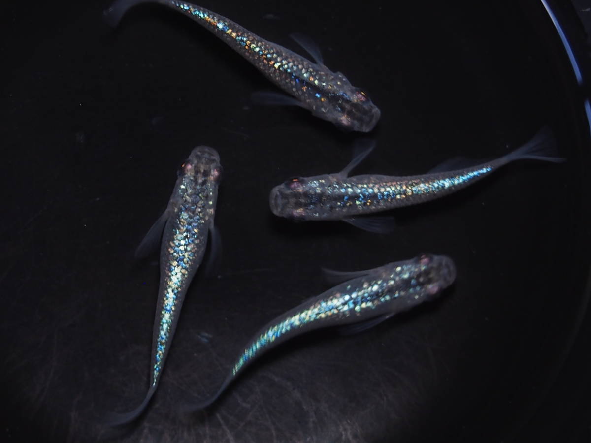 メダカ サファイア 若魚 画像の2ペア(背ビレなし)NO,1