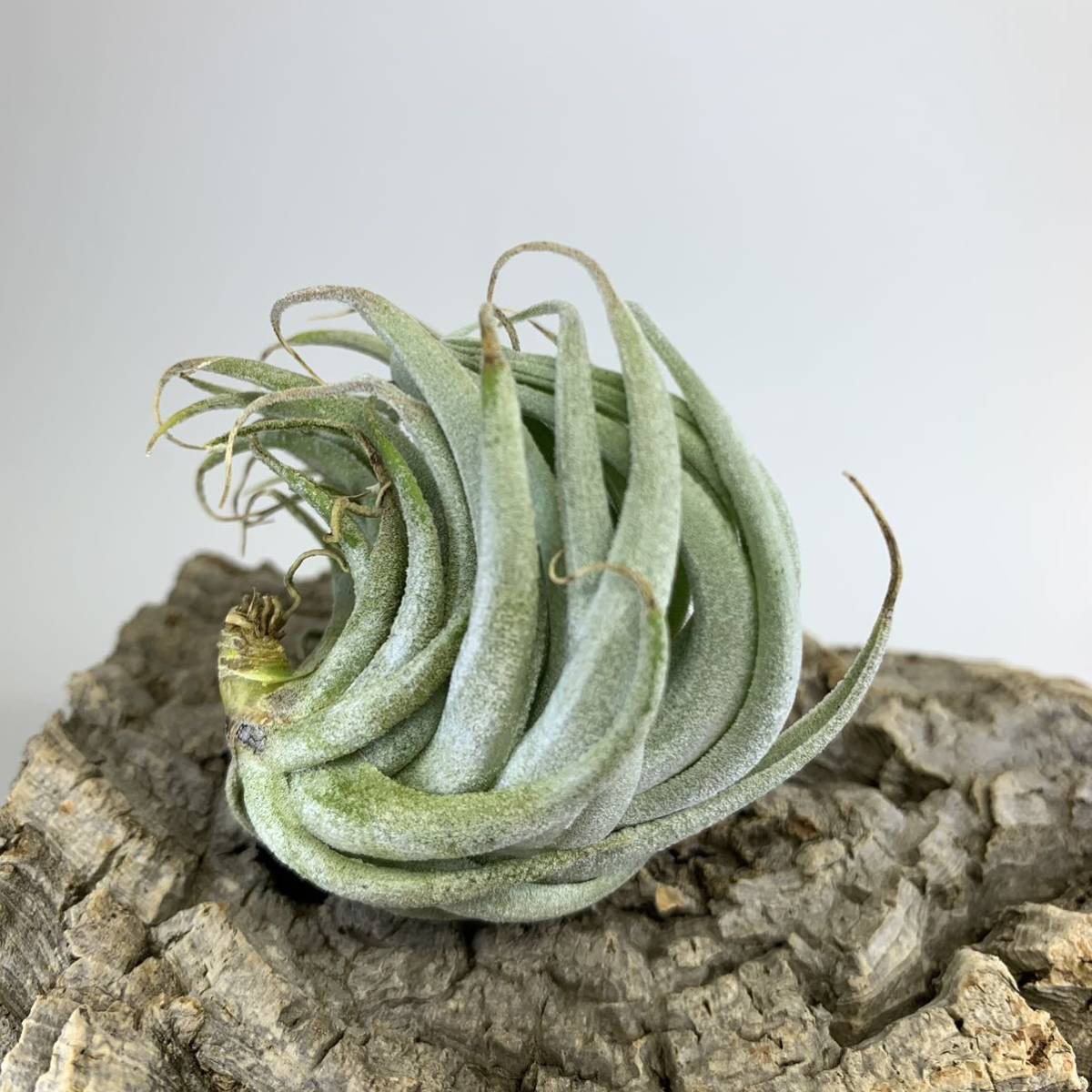 Tillandsia minasgeraisensis チランジア ミナスジェライセンシス