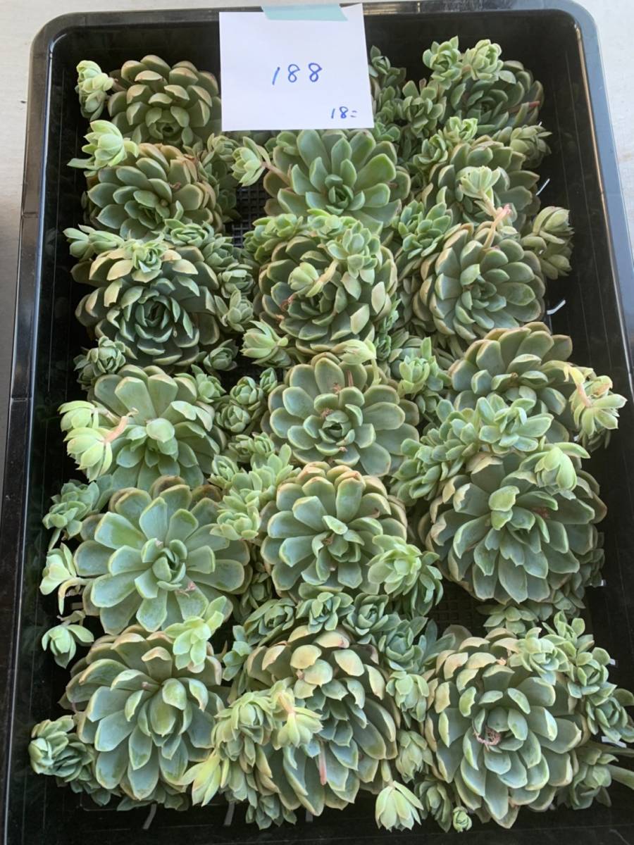 韓国多肉植物 韓国苗 エケベリア Echeveria 14-188クリームベリー18個個(岡山在庫)(4/24岡山発送)