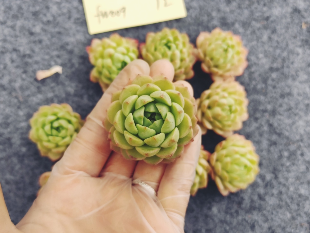 ☆多肉植物☆ ムーンガッデス錦*厚葉*（覆輪）☆エケベリア☆ ムーン