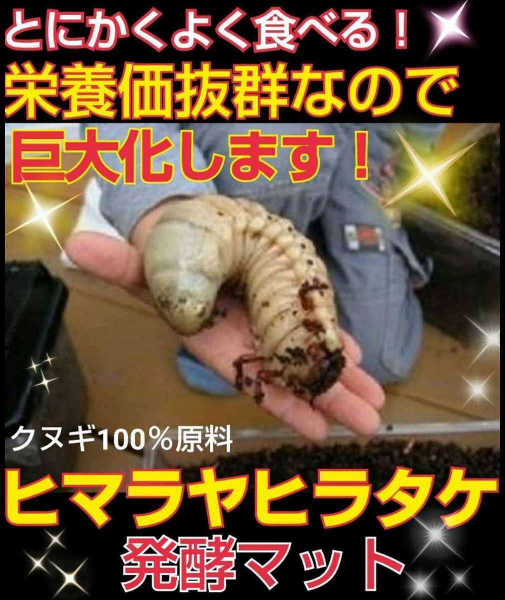 改良版】雑虫混入99％なし！ヒマラヤひらたけ発酵マット☆カブトムシ