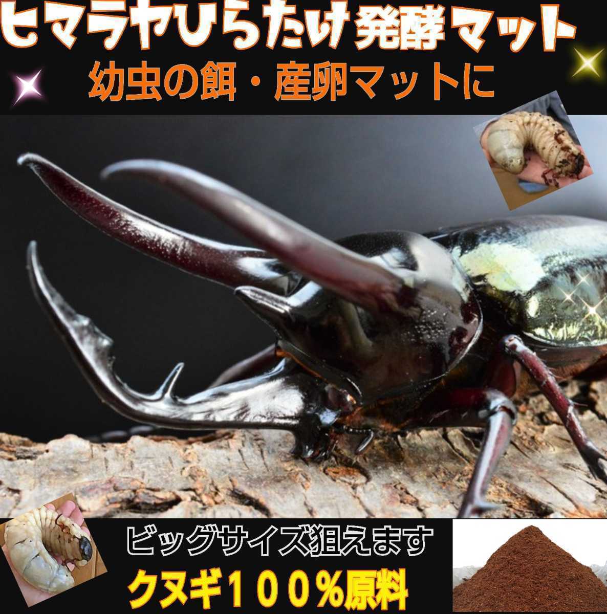 改良版】雑虫混入99％なし！ヒマラヤひらたけ発酵マット☆カブトムシ