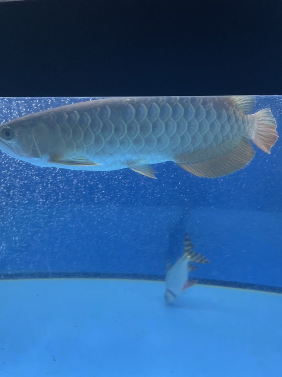 過背金龍 30cm ブルーベース マレーシア産 アジアアロワナ アロワナ クロスバック ゴールデン 髭再生中 目垂れなし 古代魚 熱帯魚 アロワナ 売買されたオークション情報 Yahooの商品情報をアーカイブ公開 オークファン Aucfan Com