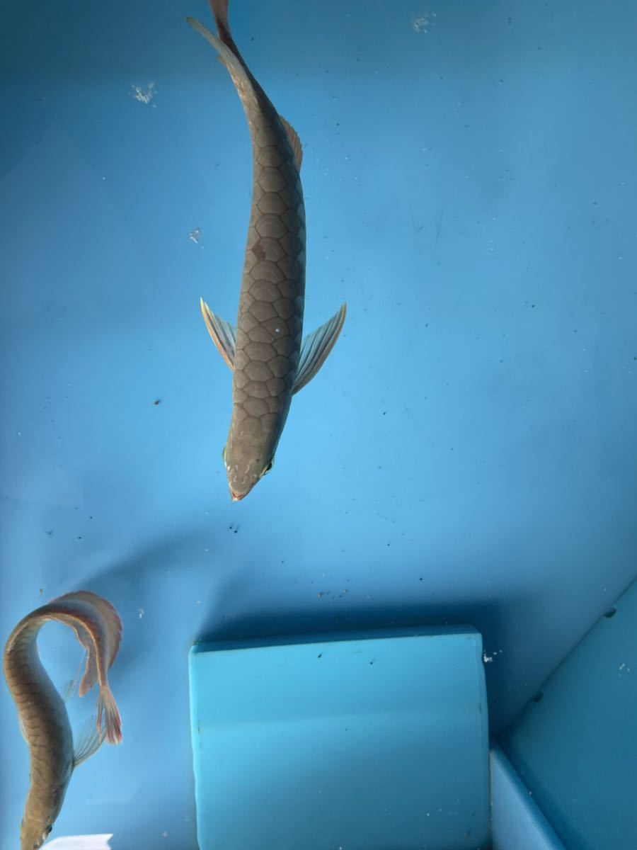 過背金龍 30cm ブルーベース マレーシア産 アジアアロワナ アロワナ クロスバック ゴールデン 髭再生中 目垂れなし 古代魚 熱帯魚 アロワナ 売買されたオークション情報 Yahooの商品情報をアーカイブ公開 オークファン Aucfan Com