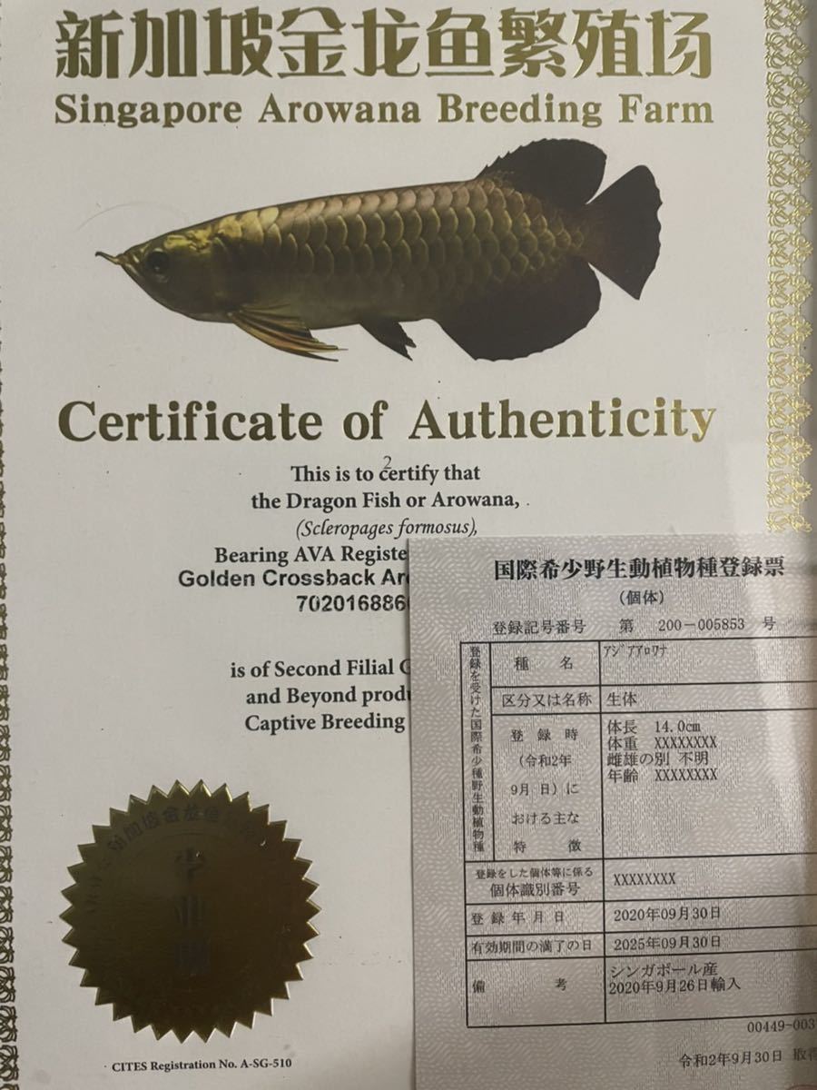 過背金龍 30cm ブルーベース マレーシア産 アジアアロワナ アロワナ クロスバック ゴールデン 髭再生中 目垂れなし 古代魚 熱帯魚 アロワナ 売買されたオークション情報 Yahooの商品情報をアーカイブ公開 オークファン Aucfan Com