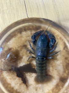 日本 ザリガニの平均価格は21 186円 ヤフオク 等の日本 ザリガニのオークション売買情報は15件が掲載されています