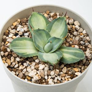 アガベ 吉祥天のYahoo!オークション(旧ヤフオク!)の相場・価格を見る