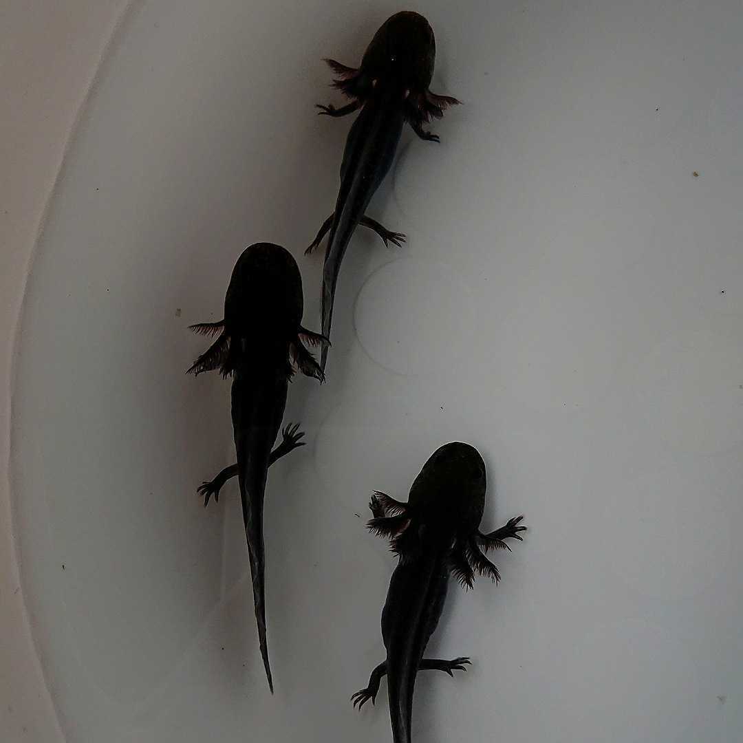 市場 金魚宝典 ブラック ウーパールーパー