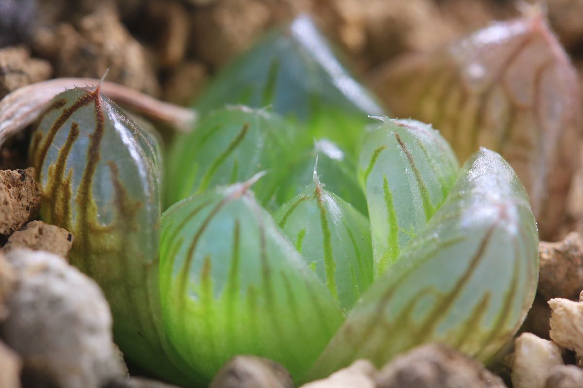 多肉植物 ハオルチア オブツーサ 錦 花火 サボテン 売買されたオークション情報 Yahooの商品情報をアーカイブ公開 オークファン Aucfan Com