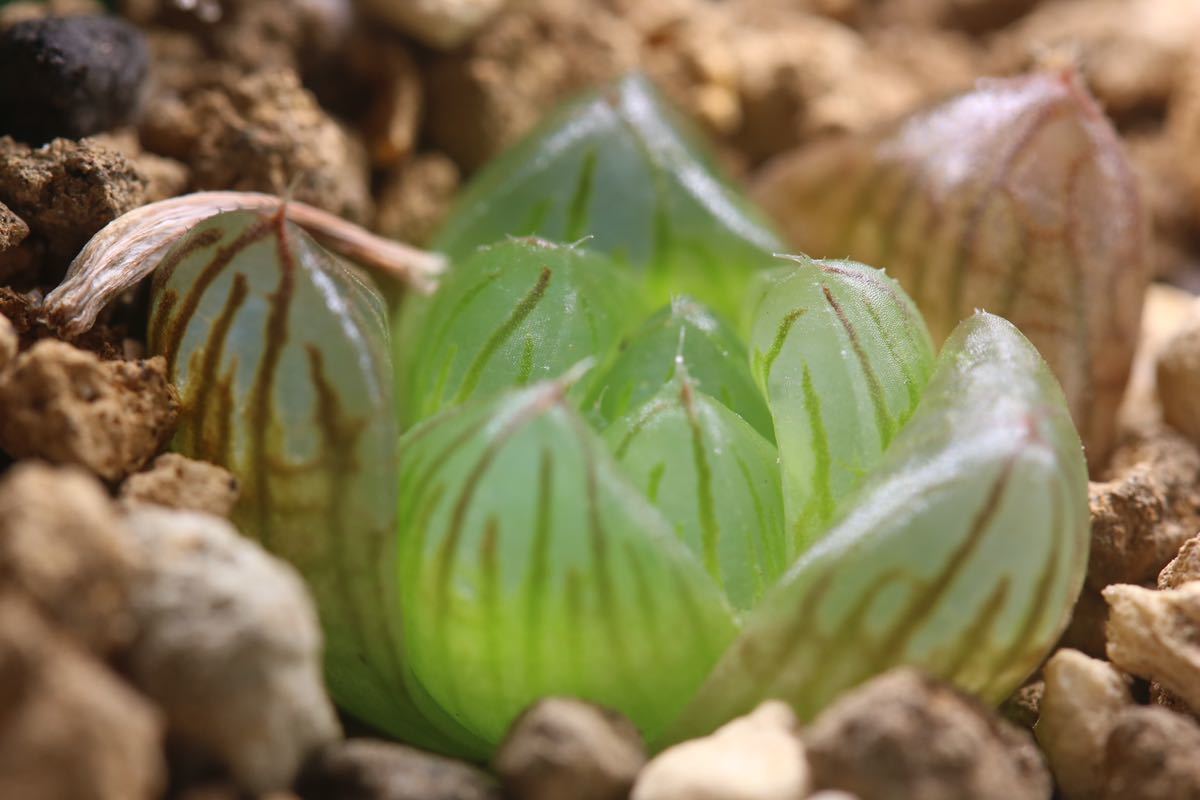 多肉植物 ハオルチア オブツーサ 錦 花火 サボテン 売買されたオークション情報 Yahooの商品情報をアーカイブ公開 オークファン Aucfan Com
