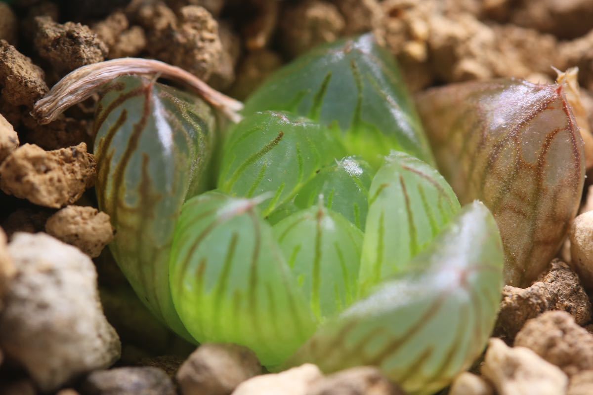 多肉植物 ハオルチア オブツーサ 錦 花火 サボテン 売買されたオークション情報 Yahooの商品情報をアーカイブ公開 オークファン Aucfan Com
