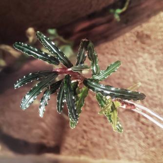 雅grace 漆黒の黒メタリック1株 ブセファランドラsp Rose Marie ローズマリー 観賞魚 シュリンプ 水草水槽に 水草 売買されたオークション情報 Yahooの商品情報をアーカイブ公開 オークファン Aucfan Com