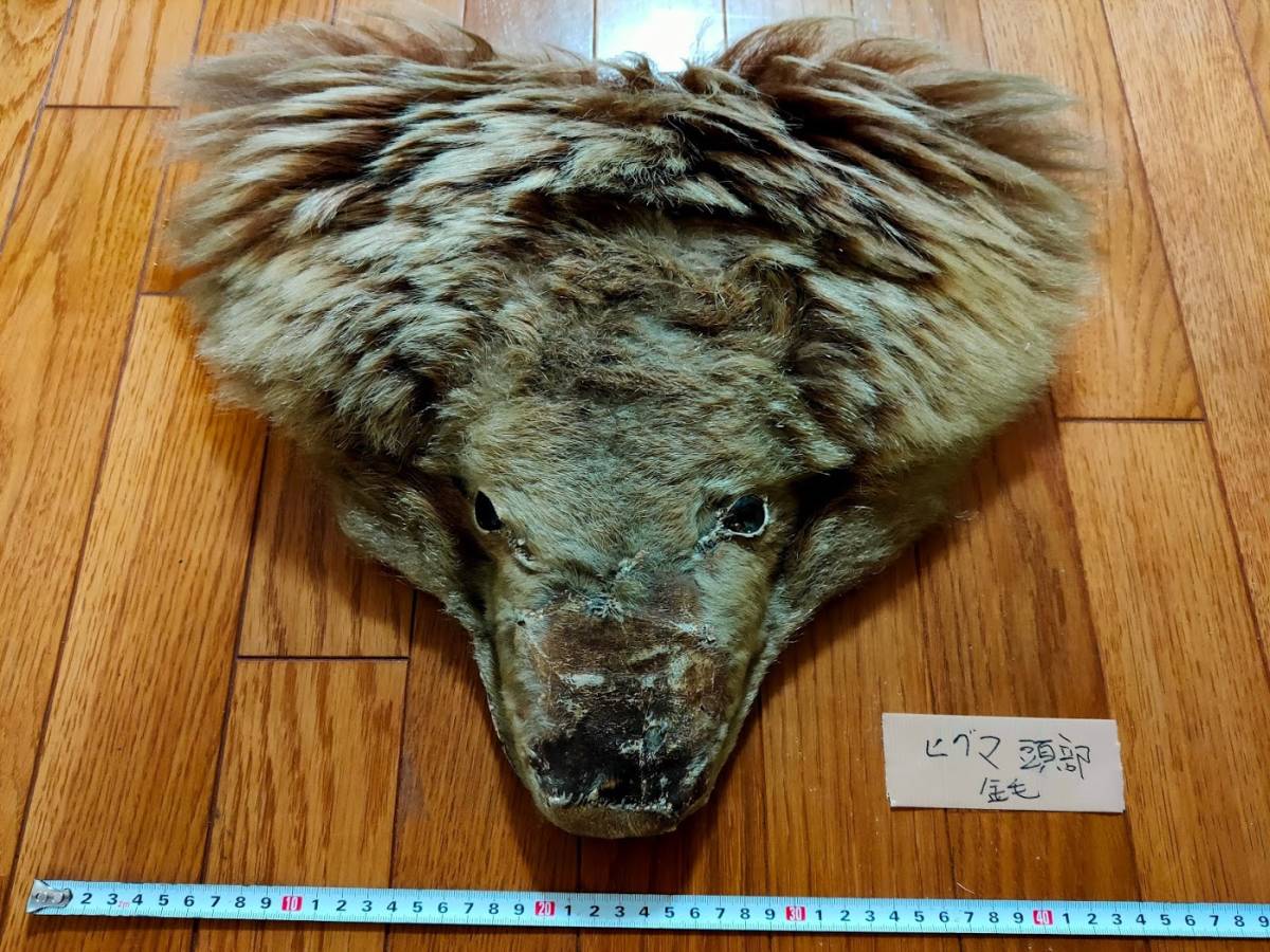 ○剥製？○ヒグマの頭部（金毛） /羆 ひぐま ひ熊 くま クマ 毛皮