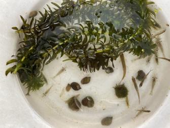 ちょっとずつセット アナカリス スジエビ ミナミヌマエビ 小魚 ヒメタニシ サカマキガイ ビオトープ水槽手軽初心者癒し無農薬 魚類 水生生物 売買されたオークション情報 Yahooの商品情報をアーカイブ公開 オークファン Aucfan Com