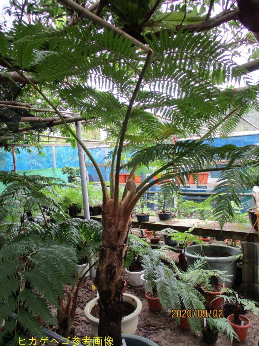 ヒカゲヘゴ 5号鉢 奄美大島産 シダ植物 当園栽培品 観葉植物 売買されたオークション情報 Yahooの商品情報をアーカイブ公開 オークファン Aucfan Com