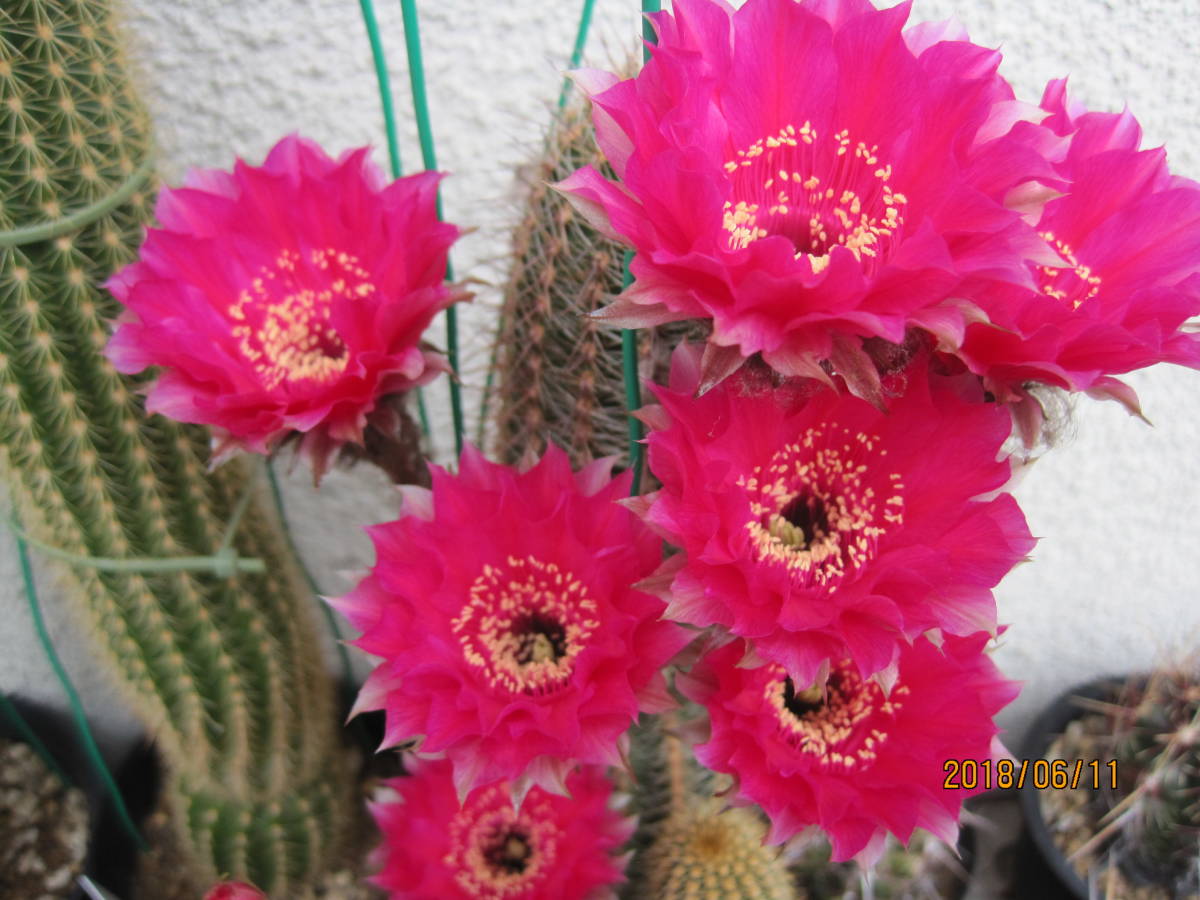 サボテンと多肉植物 花サボテン 柴鶴丸 サボテン 売買されたオークション情報 Yahooの商品情報をアーカイブ公開 オークファン Aucfan Com