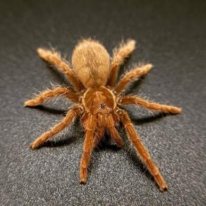 セール中 キングバブーン 4cm Pelinobius muticus タランチュラ 蜘蛛