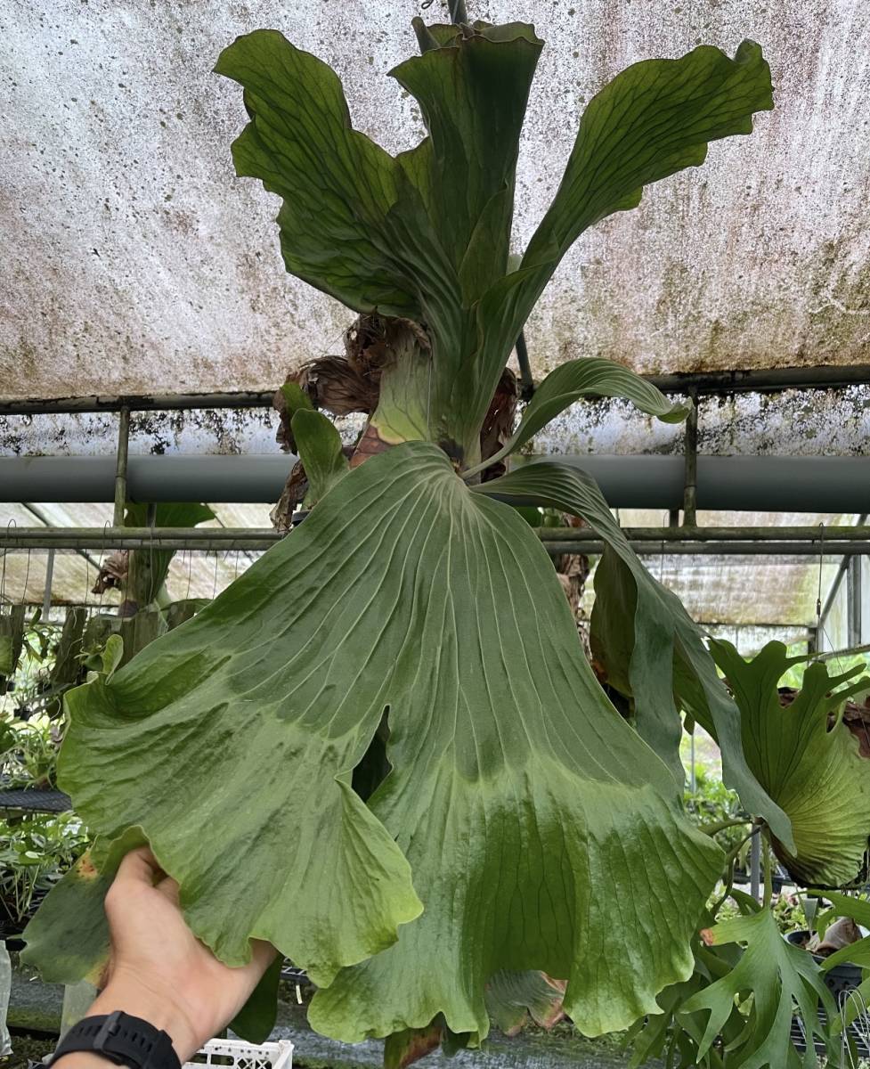 観葉植物 ビカクシダ ネプチューン