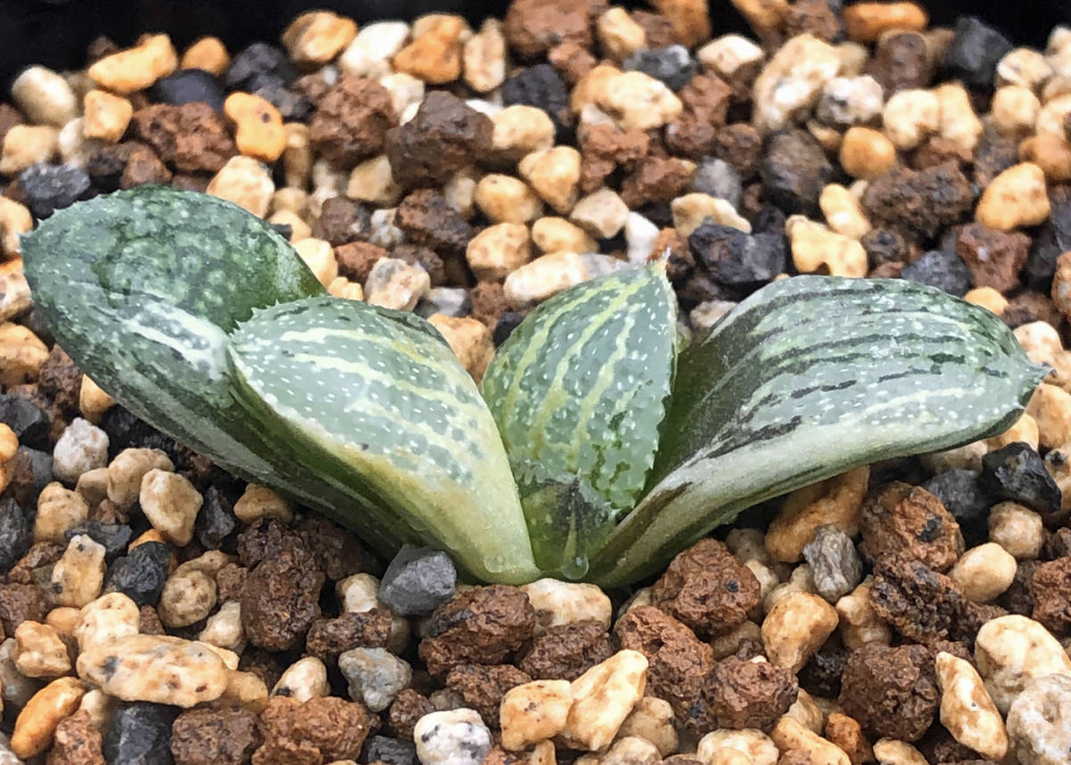 保管 ◇多肉植物◇ハオルチア◇ピクタ◇パンドラ錦 【公式通販】