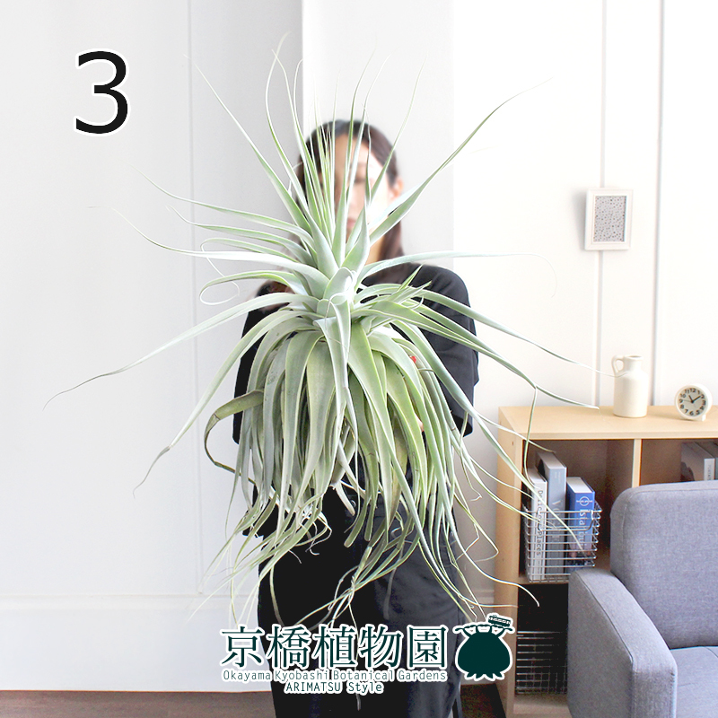 現品】チランジア・ストラミネア 大（3）Tillandsia straminea