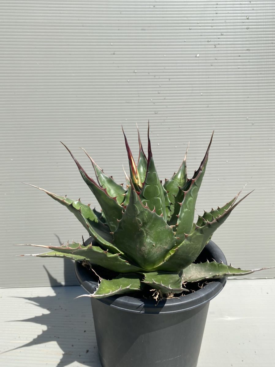 1円～スタート] Agave Montana アガベ モンタナ 地植え ドライガーデン