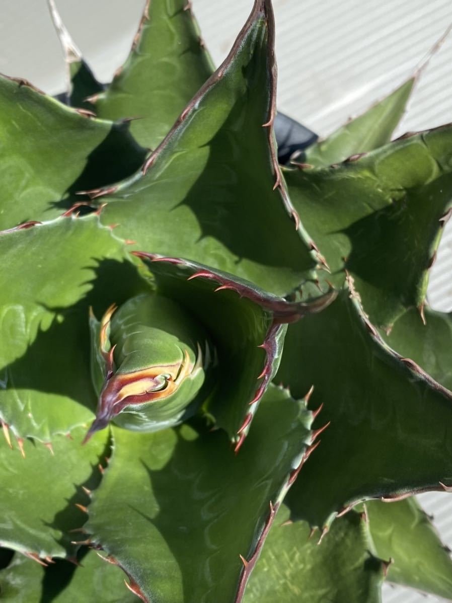 1円～スタート] Agave Montana アガベ モンタナ 地植え ドライガーデン