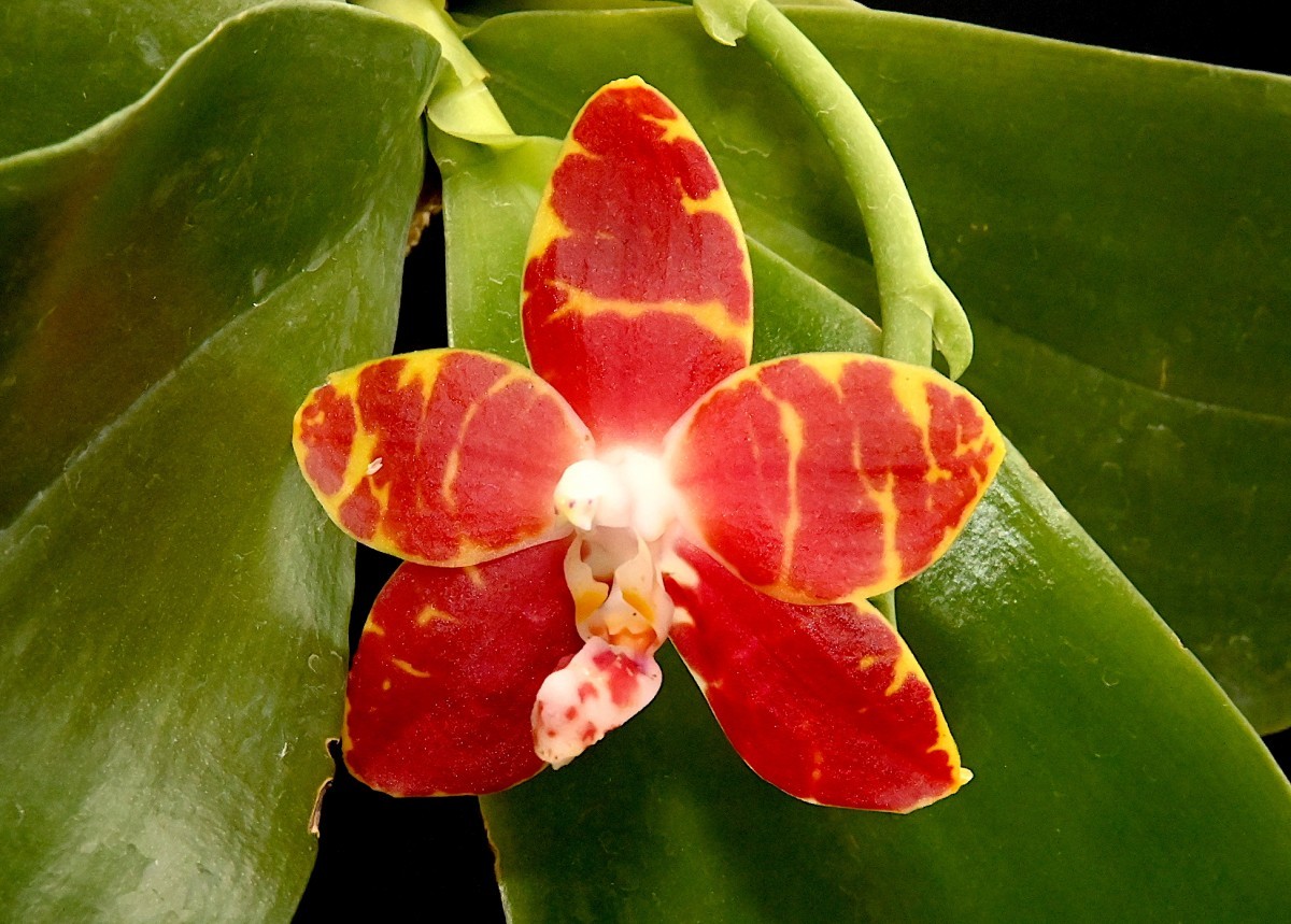 洋蘭原種 287 訳あり 葉に傷があります Phal. amboinensis 'I Lan