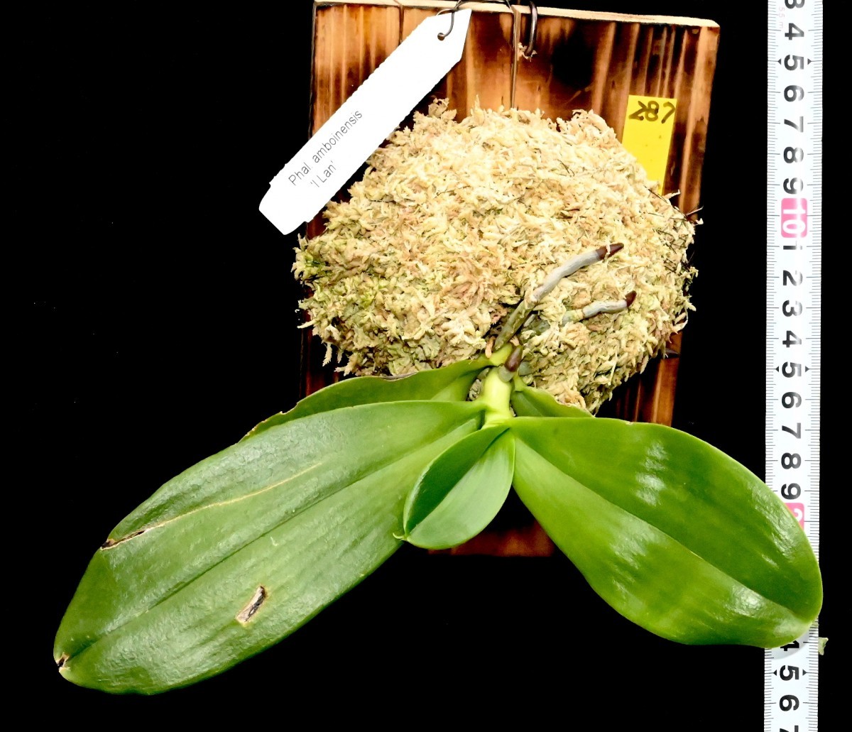 洋蘭原種 287 訳あり 葉に傷があります Phal. amboinensis 'I Lan