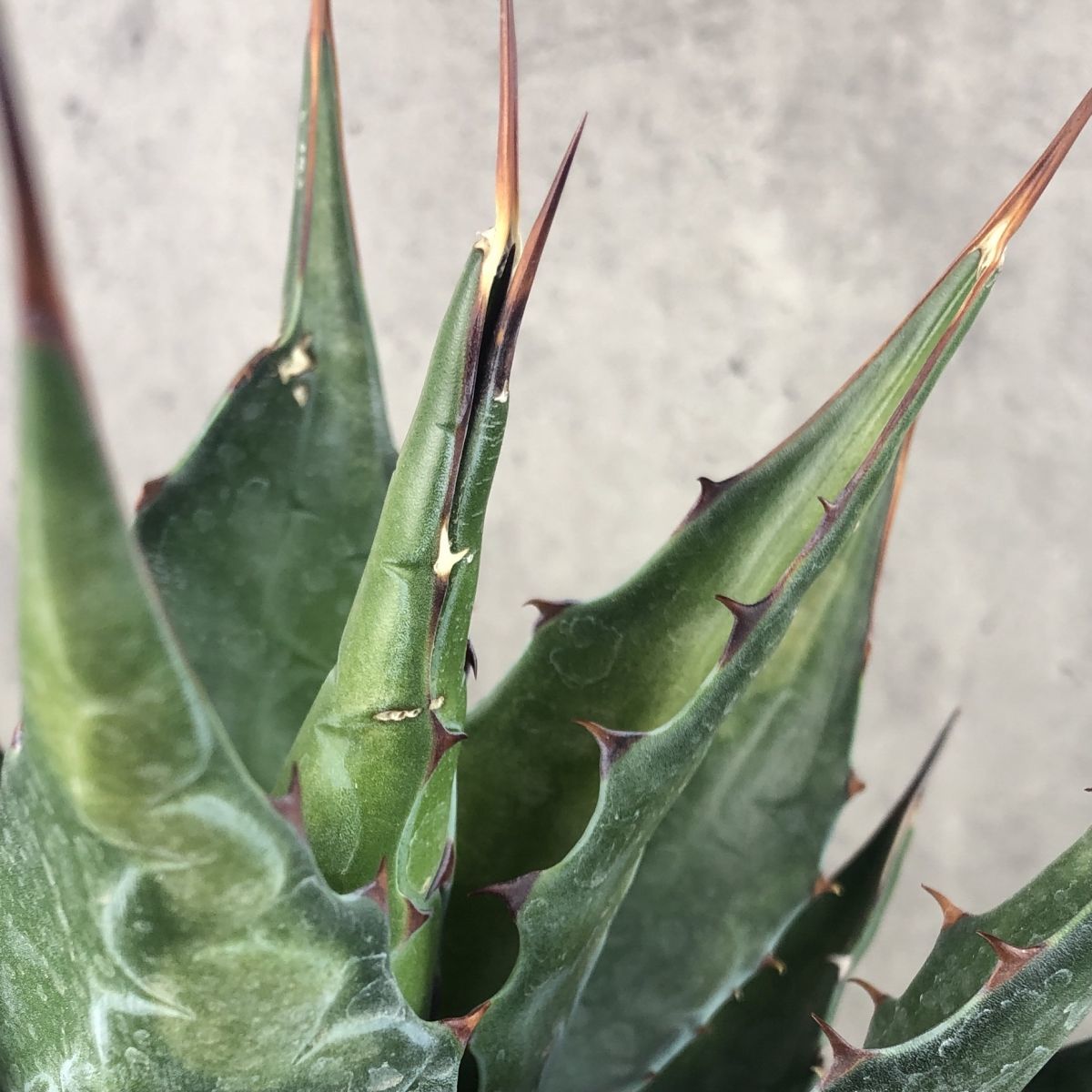 P1074】【ロング スピン！】強棘選抜！ アガベ モンタナ Agave Montana
