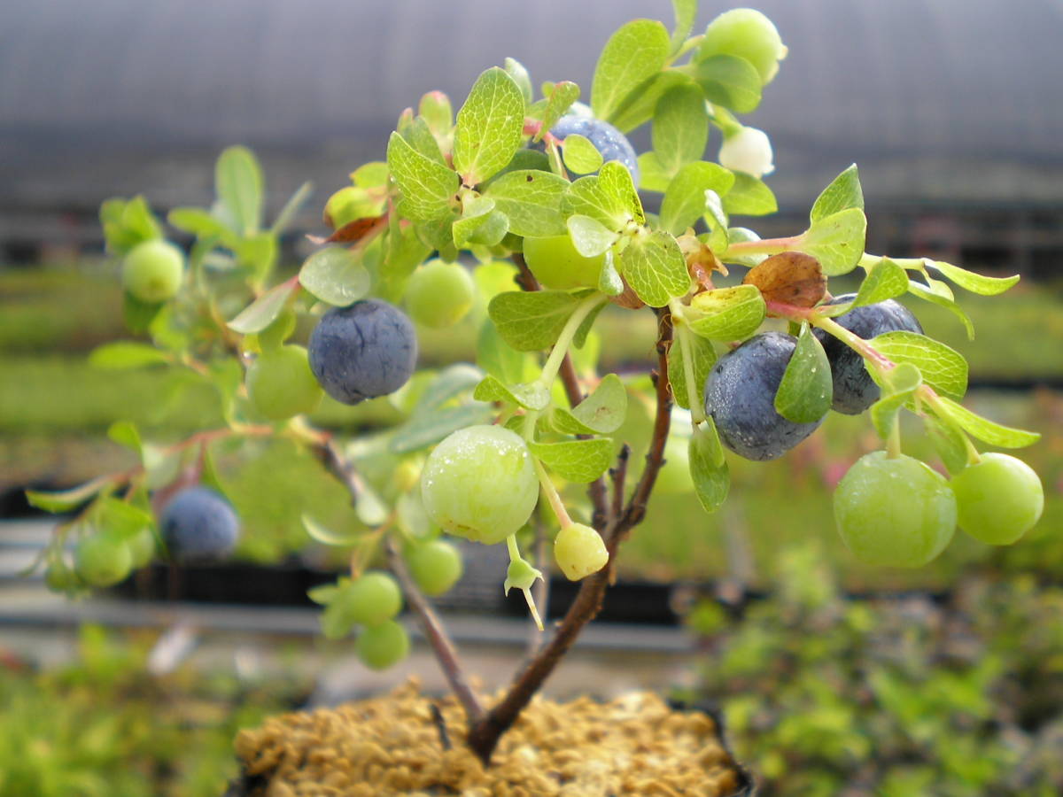 浅間産 黒豆の木 アサマ クロマメノキ ツツジ科 花芽あります 花 売買されたオークション情報 Yahooの商品情報をアーカイブ公開 オークファン Aucfan Com