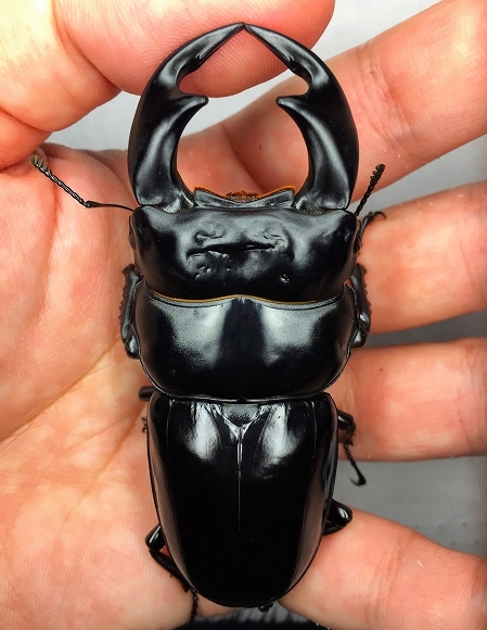 インドアンタエウス♂82mm単品 アンタエウスオオクワガタ 新成虫