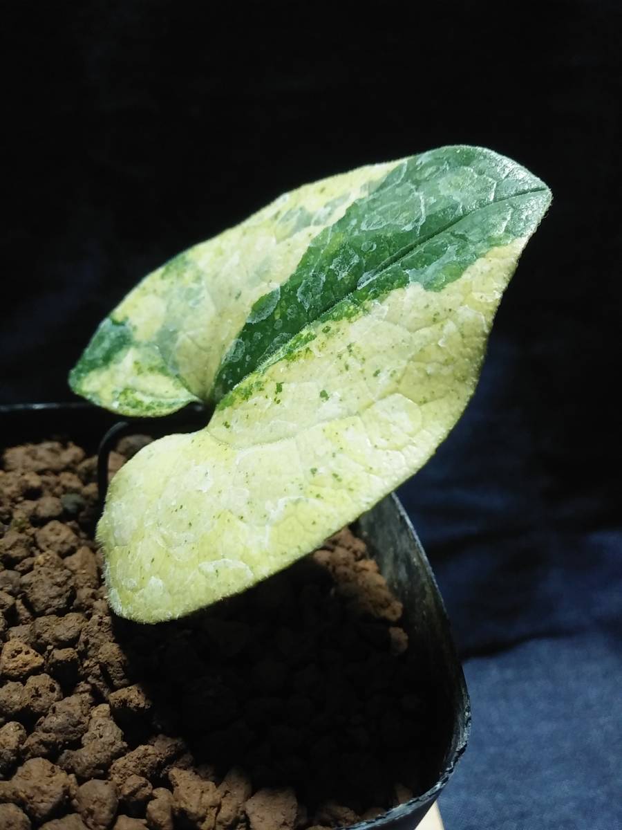 斑入り カンアオイ 山野草 タマノカンアオイ タマノカンアオイ今吉