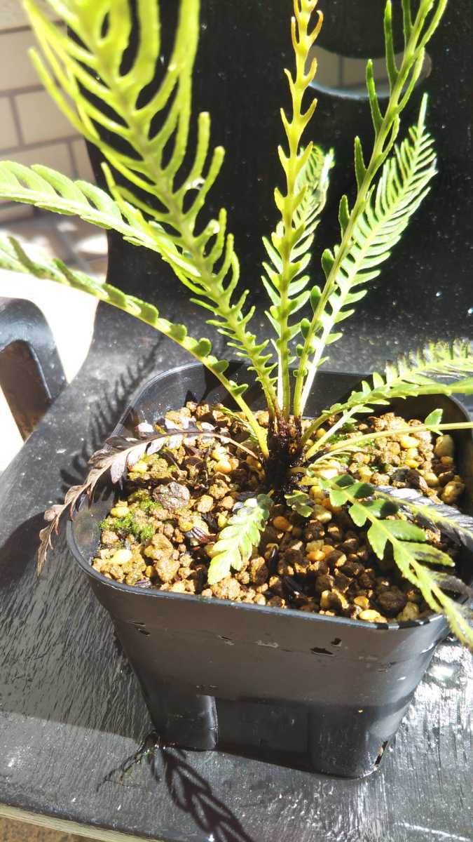 Blechnum obtusatum var obtusatum ブレクナム オブツーサタム バー