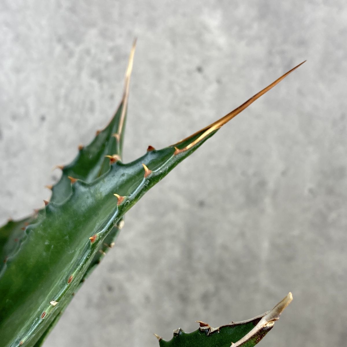 P1127】【ロング スピン！】強棘選抜！ アガベ モンタナ Agave Montana