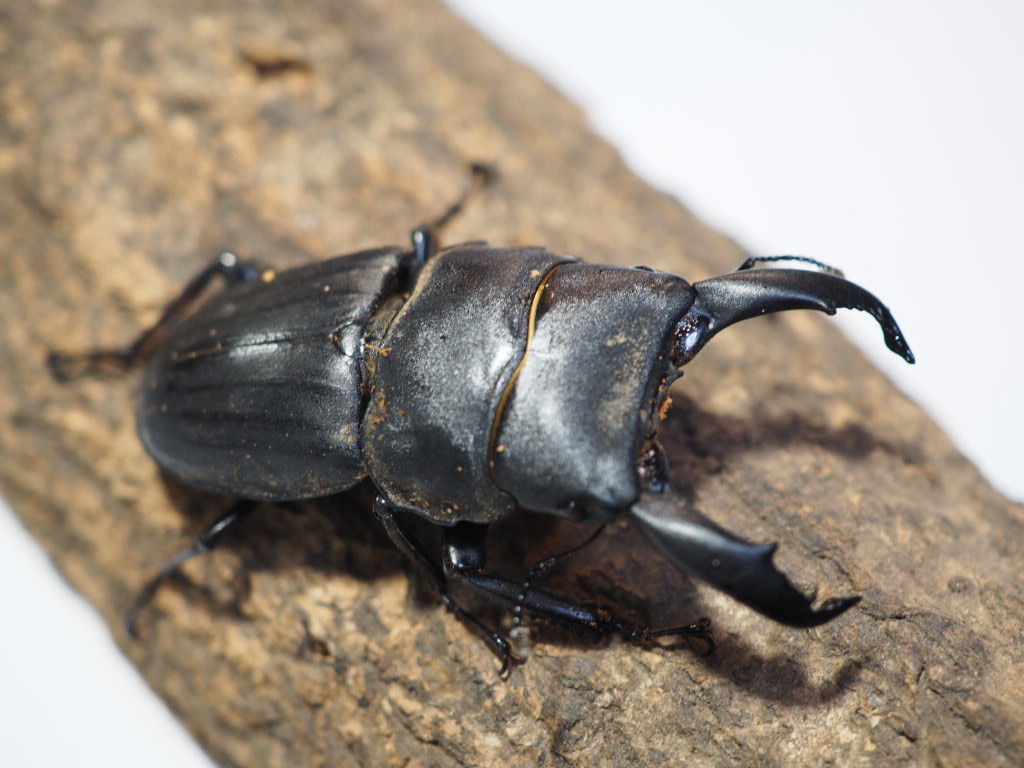 ミクラミヤマ クワガタ 2ペア ミクラミヤマ クワガタ ペア（御蔵島産 