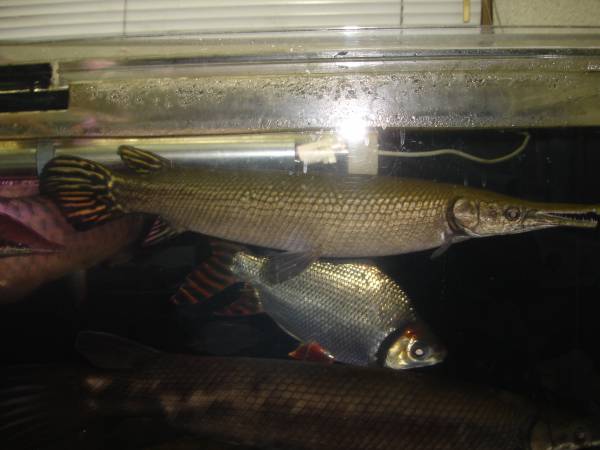 セミショート急成長ワイルドマンファリ 約45センチ アロワナ 売買されたオークション情報 Yahooの商品情報をアーカイブ公開 オークファン Aucfan Com