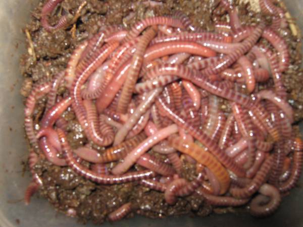 シマミミズミミズコンポストに如何 か 100匹 10匹追加可 肥料 土 売買されたオークション情報 Yahooの商品情報をアーカイブ公開 オークファン Aucfan Com