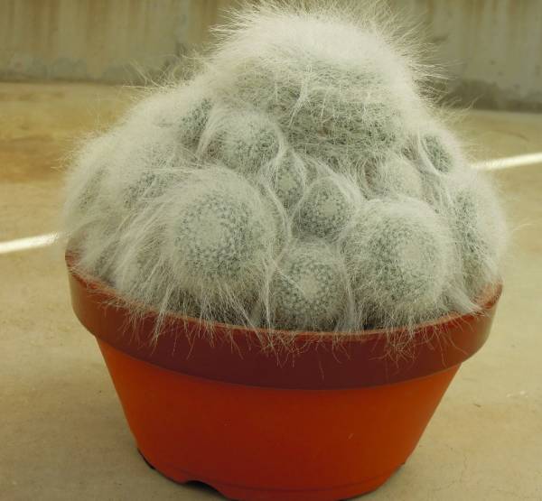 サボテン 多肉植物 玉翁殿群生 マミラリア サボテン 売買されたオークション情報 Yahooの商品情報をアーカイブ公開 オークファン Aucfan Com