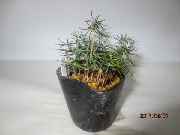 ミニ盆栽素材 ドイツトウヒの苗 樹齢2年 1ポット 本前後 松 売買されたオークション情報 Yahooの商品情報をアーカイブ公開 オークファン Aucfan Com
