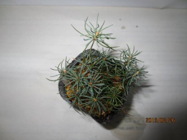 ミニ盆栽素材 ドイツトウヒの苗 樹齢2年 1ポット 本前後 松 売買されたオークション情報 Yahooの商品情報をアーカイブ公開 オークファン Aucfan Com